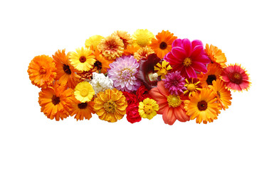 Flowers with petals of various colours on a white background