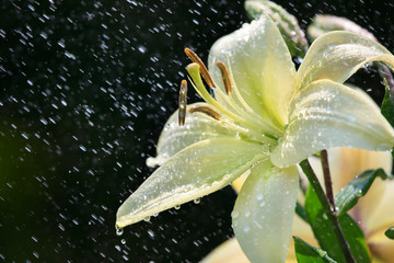 White lily in rain