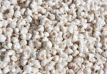 Fresh organic white bulb garlic