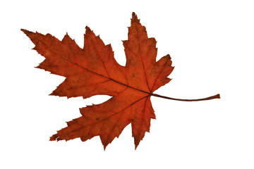 Herbstblatt