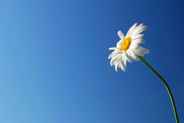 Single daisy on the blue sky