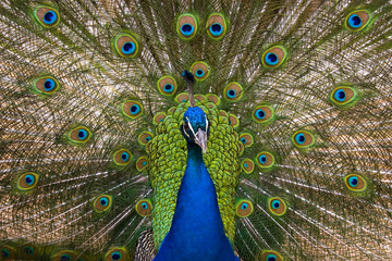 Fototapeta na wymiar peacock