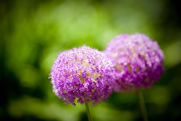 Allium aflatunense