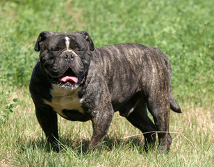 olde english bulldogge bringé et blanc immobile yeux fermés