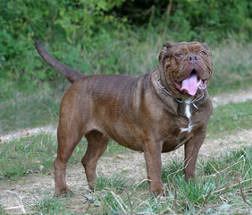 Obraz premium olde english bulldogge marron en travers sur le chemin