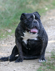 olde english bulldogge bringé assis de travers - molosse