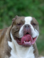 gros plan de la t&ecirc;te du olde english bulldogge - dr&ocirc;le