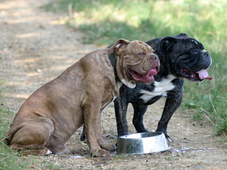 deux olde english bulldogge adultes en plein été