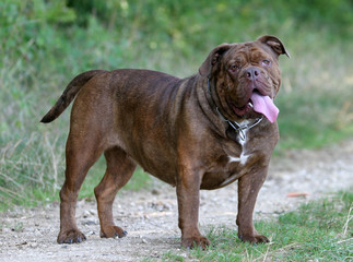 Obraz premium grimace du olde english bulldogge en travers sur le chemin