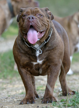 olde english bulldogge entier de face en gros plan