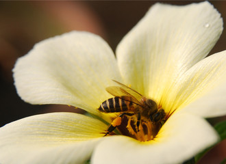 Obraz na płótnie Canvas Bee at work