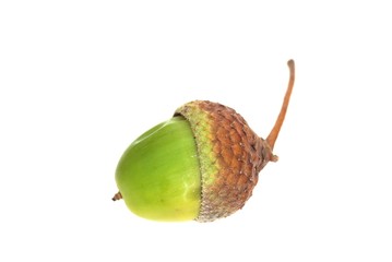 green acorn