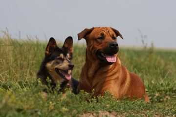 deux chiens allongés dans les champs regardant sur le côté