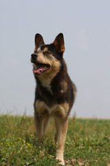 chien debout de face en campagne regardant en l'air.curieux