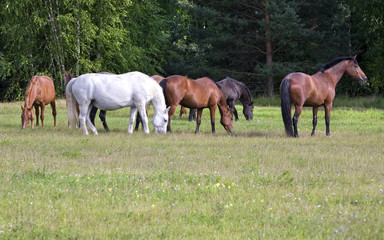 Obraz premium Herd of horses on a meadow