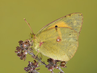 Mariposa