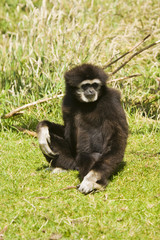 White Handed Gibbon