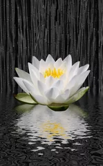 Papier Peint photo autocollant fleur de lotus lotus blanc