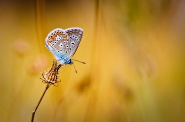 Close up shot of a butterfly