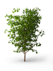 Ficus benjamina.Java tree isolated