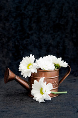 watering can with flowers against black background