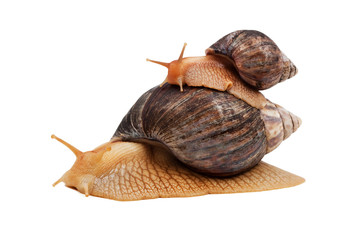 Snails