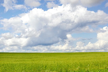 summer field landscape