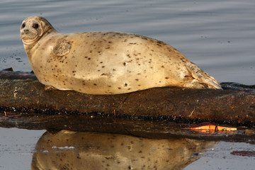 Phoque veau-marin © Frédéric LEVIEZ