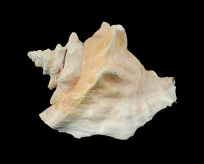 Conch shell against a black background