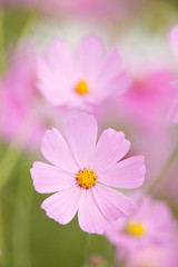 Obraz premium コスモスの花