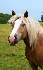 portrait du blond poney
