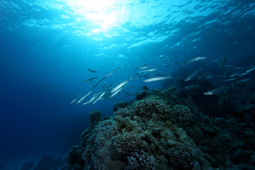 Scorcio e barracuda