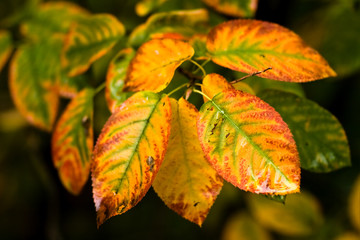 Branch with colorful autumn leaves after rain