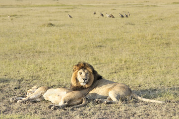 Fototapeta na wymiar Pairs of lions resting after plentiful feeding