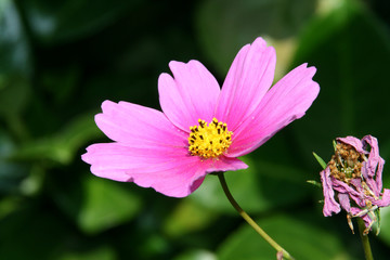 cosmea