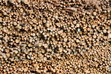 Lager mit Buamstämmen