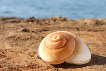 Shell of a sea snail