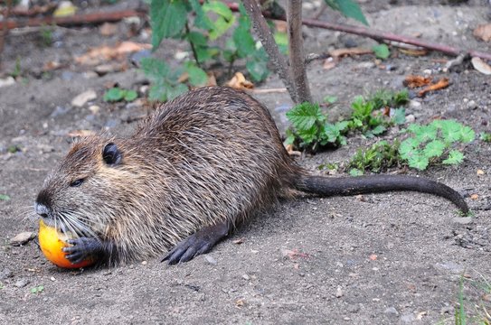 Bisamratte