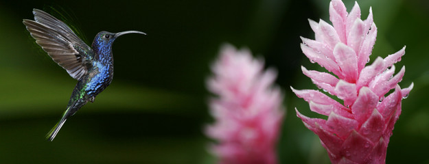 Kolibri mit Blüte