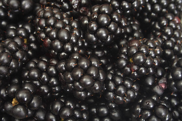 blackberry