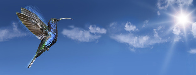 Kolibri am Himmel © Michael Stifter