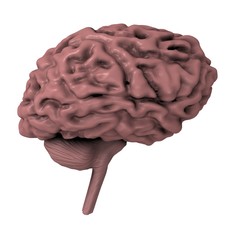 brain