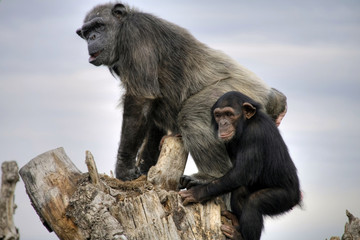 Mama and baby chimp