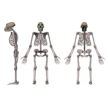 Australopithecus