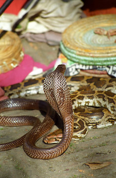 King cobra, Pashupatinath, Nepal