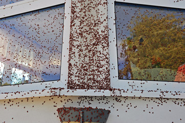 Invasion of Ladybirds