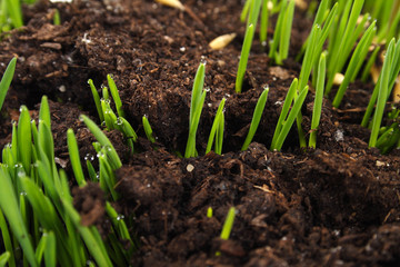 Young Grass