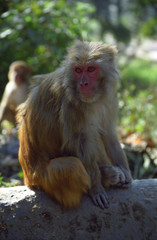 Rhesus macaque, Pashupatinath, Nepal
