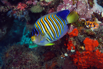 Naklejka na ściany i meble Angel fish