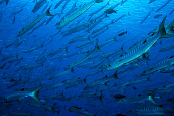 Barracuda